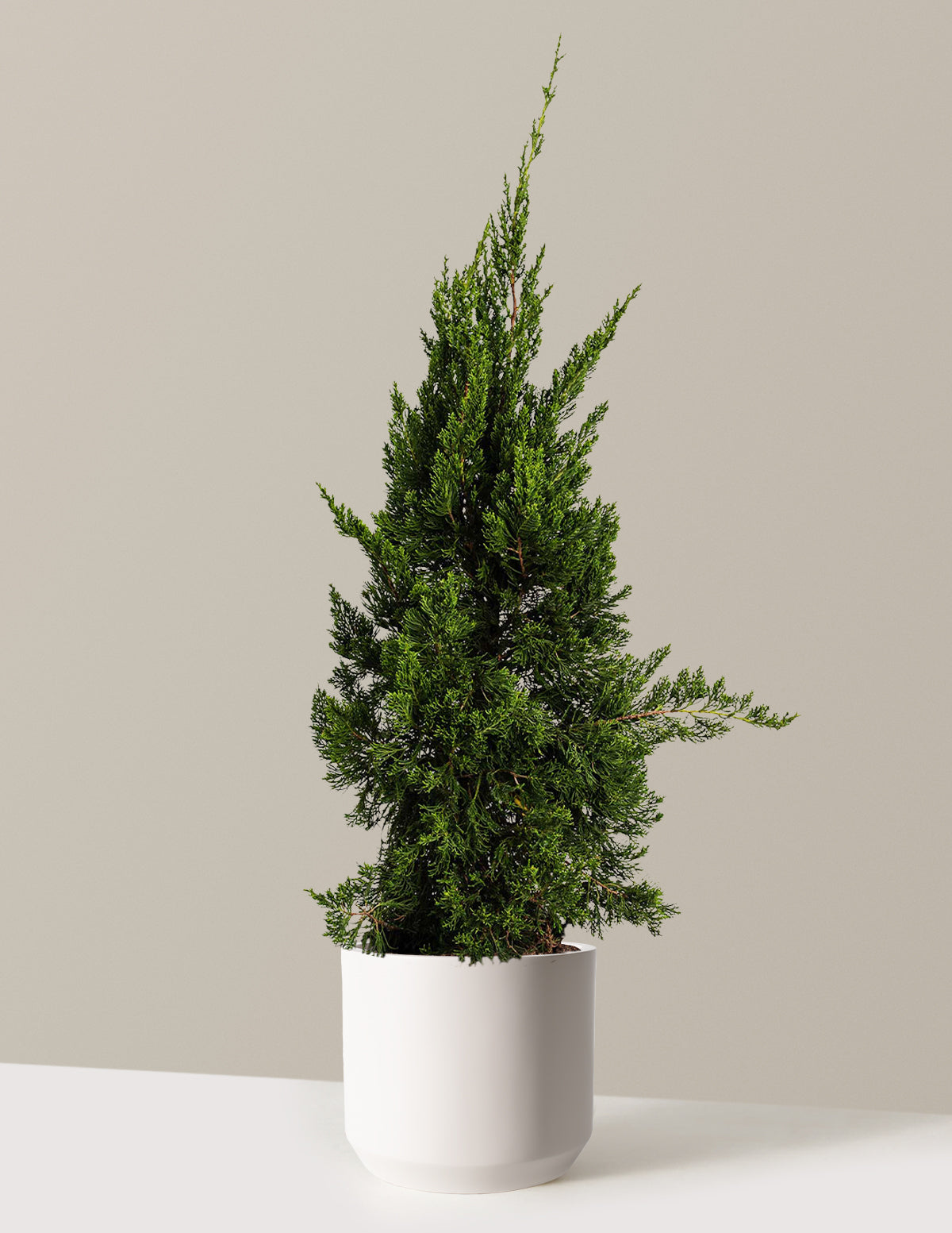 files/the-sill_Large-Hollywood-Juniper-Tree-_2-3ft-5-Gallon__Large-Mexia-Cream_Variant.jpg