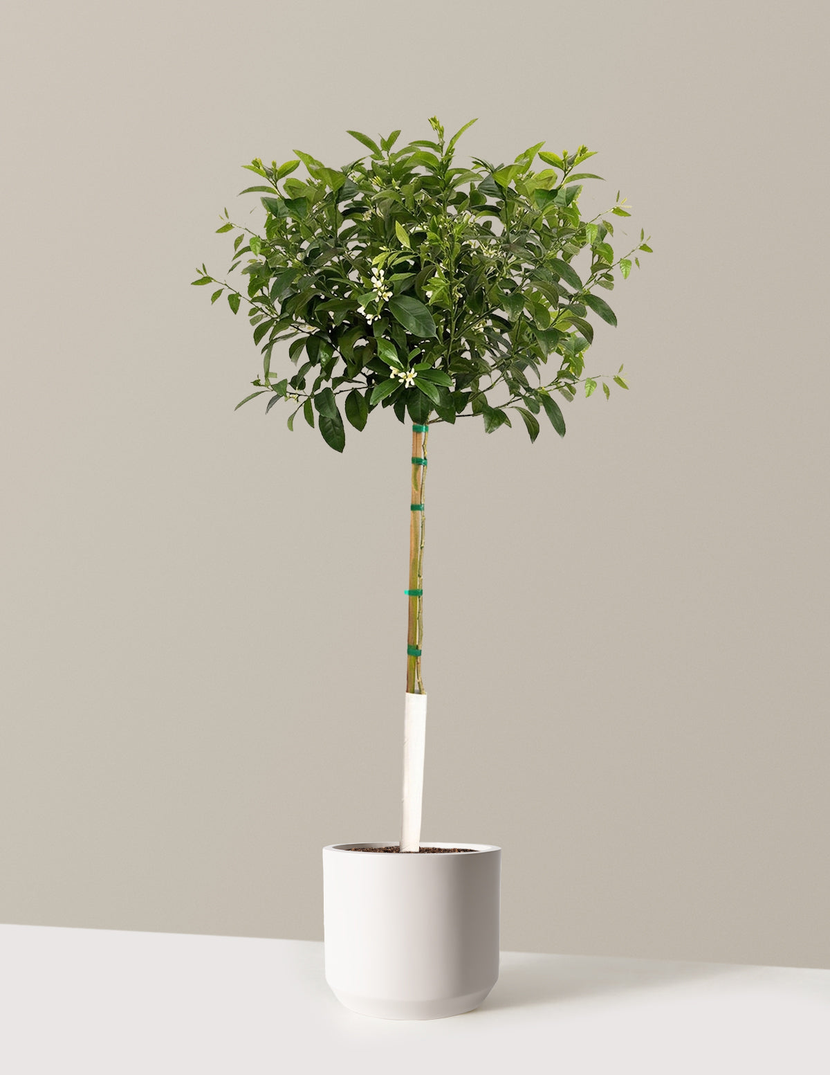 Meyer Lemon