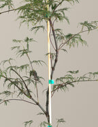 Inaba Shidare Japanese Maple