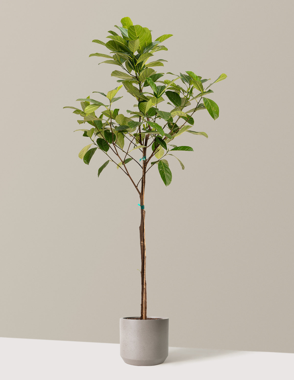 files/the-sill_Large-Jackfruit-Tree-_5-6ft-3-Gallon__Large-Mexia-Cement-Grey_Variant.jpg
