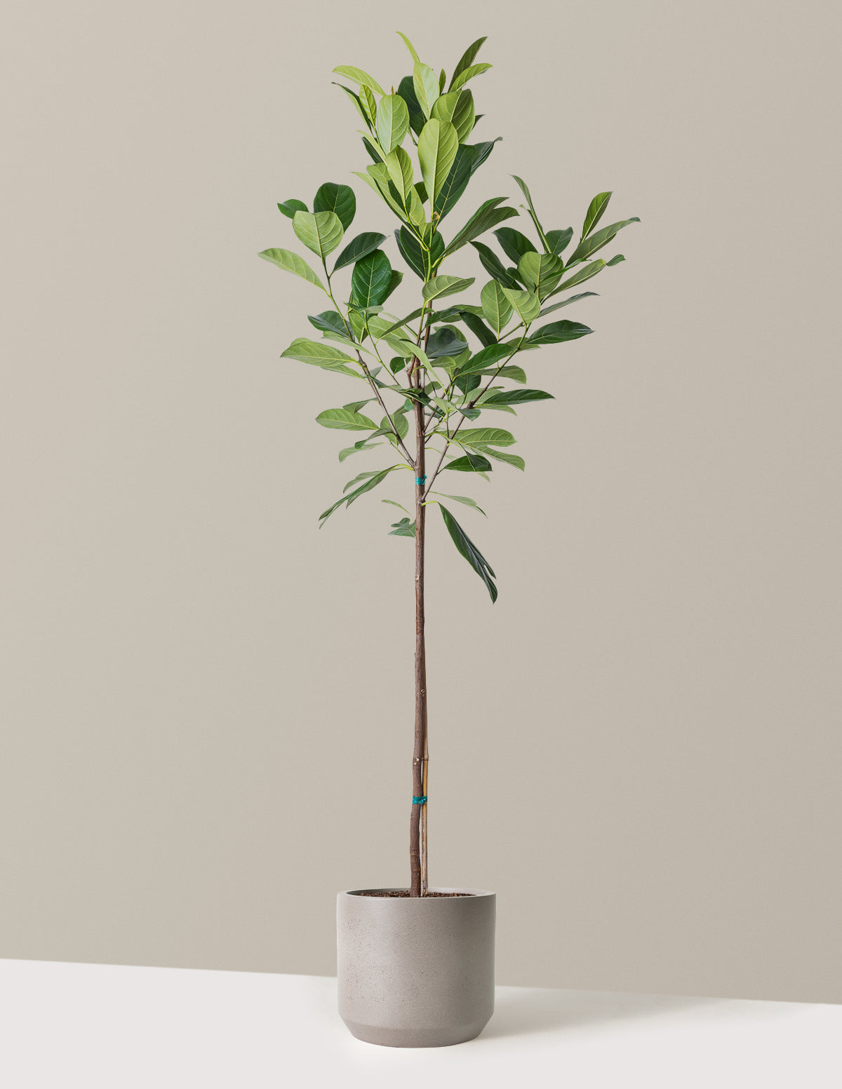 bundle | 3 Gallon | Mexia | Cement Grey