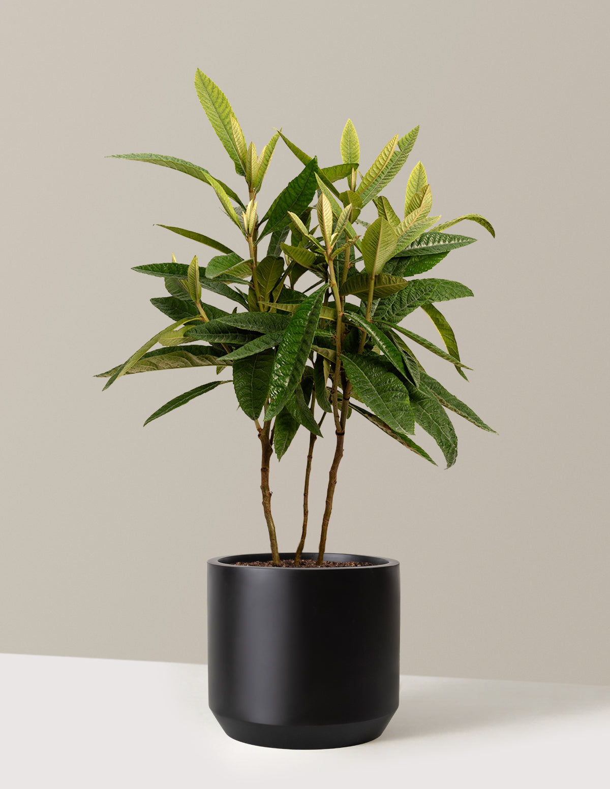 bundle | 3-4 ft. | Mexia | Black