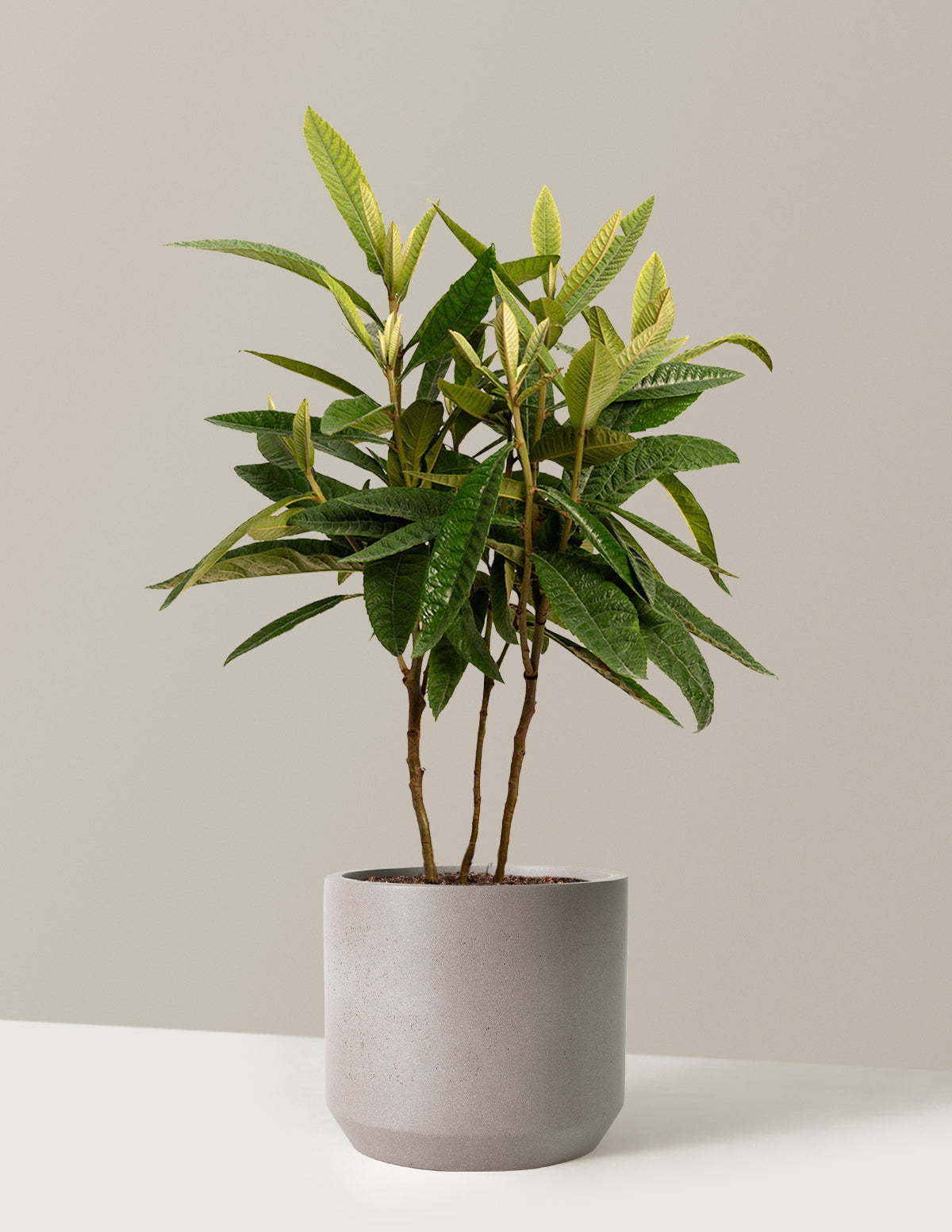 bundle | 3-4 ft. | Mexia | Cement Grey