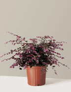 Jazz Hands Variegated® Loropetalum