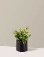 Juiced® Orange Jessamine