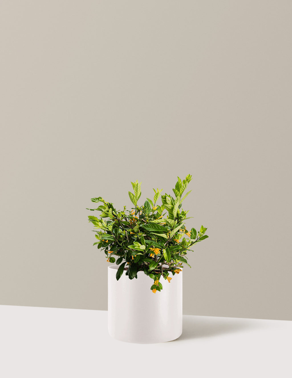 Juiced® Orange Jessamine