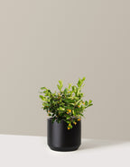 Juiced® Orange Jessamine