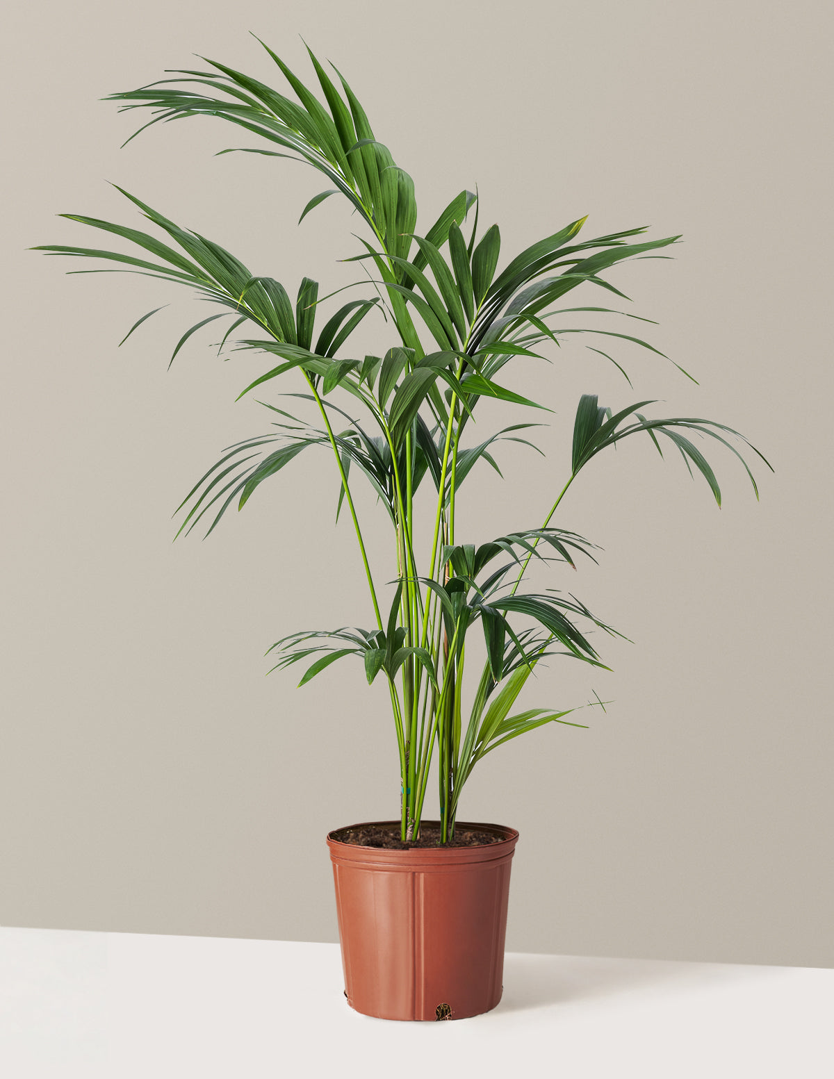 bundle | Large | Grow Pot