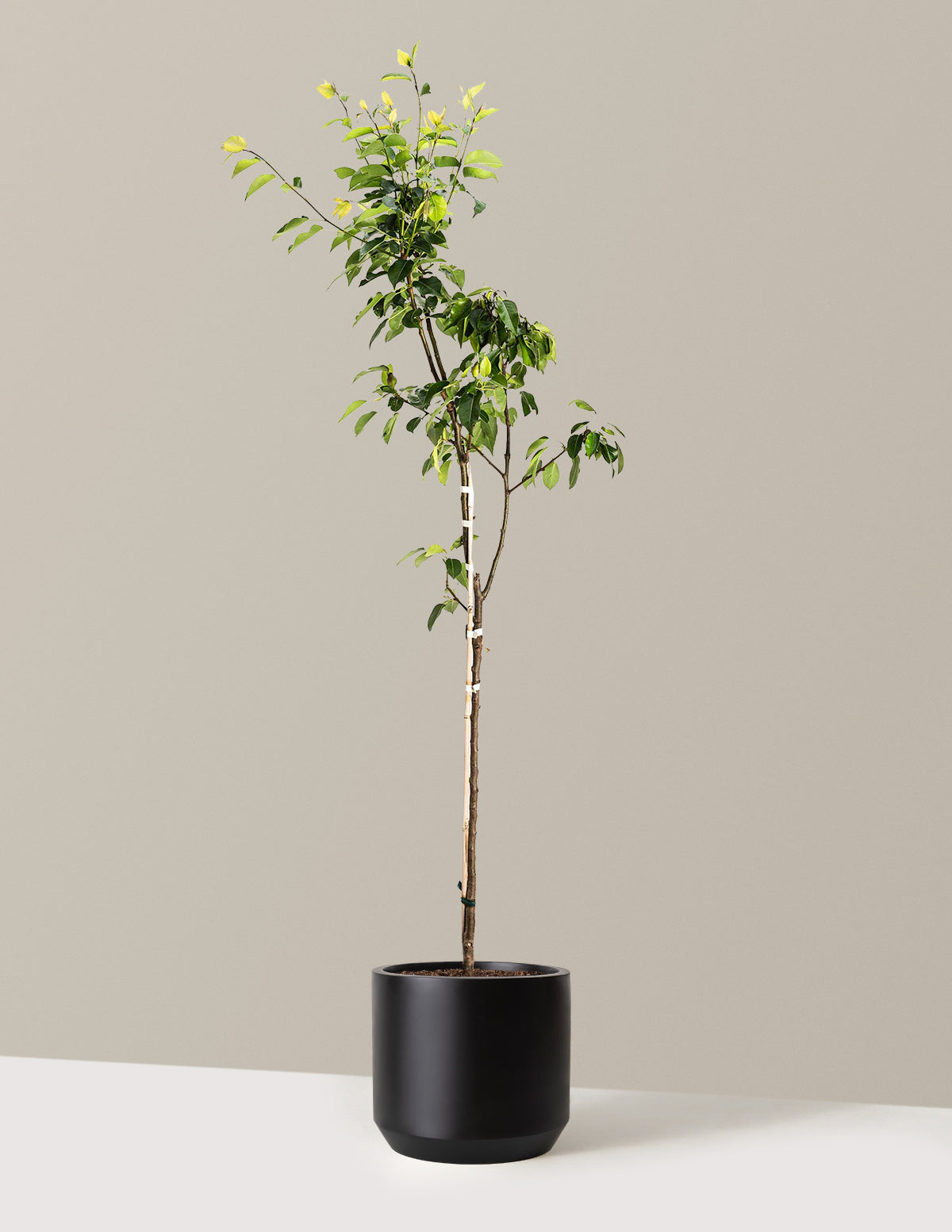 bundle | 4-5 ft. | Mexia | Black