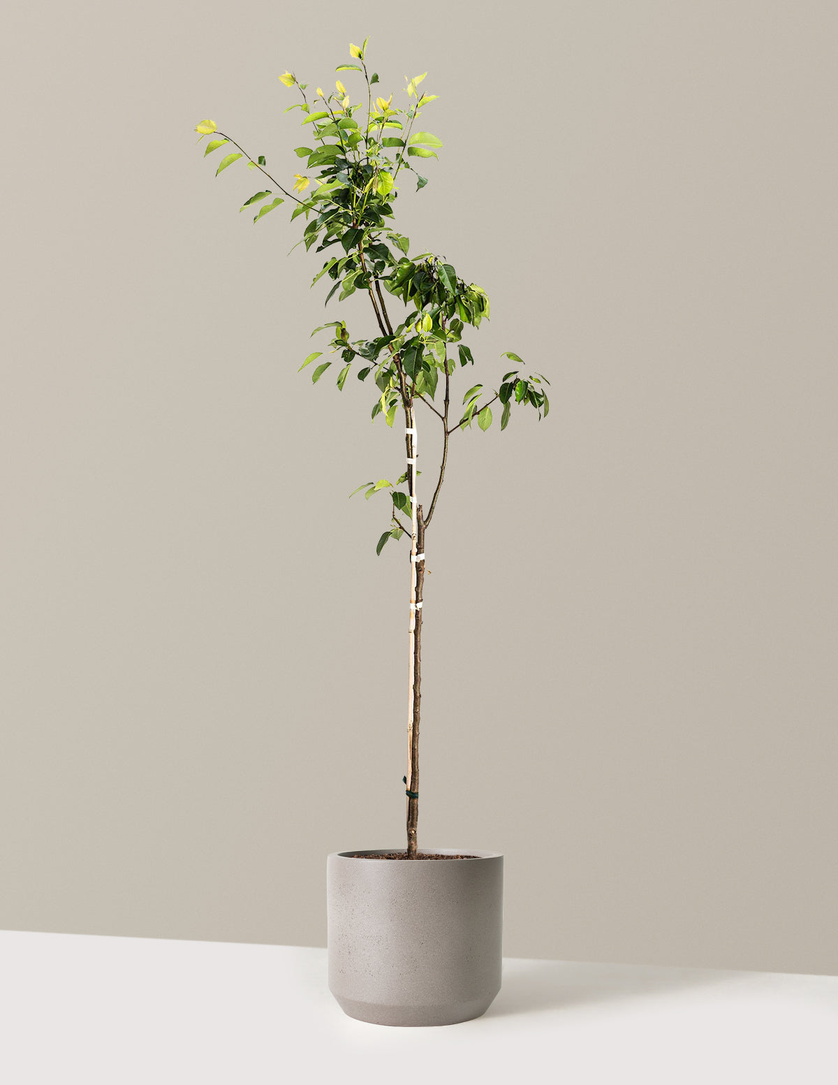 bundle | 4-5 ft. | Mexia | Cement Grey
