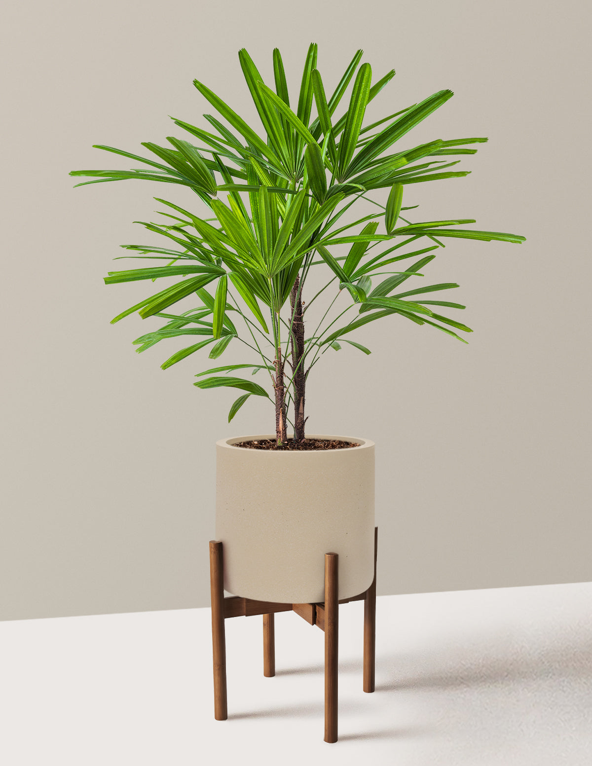 Large Lady Palm