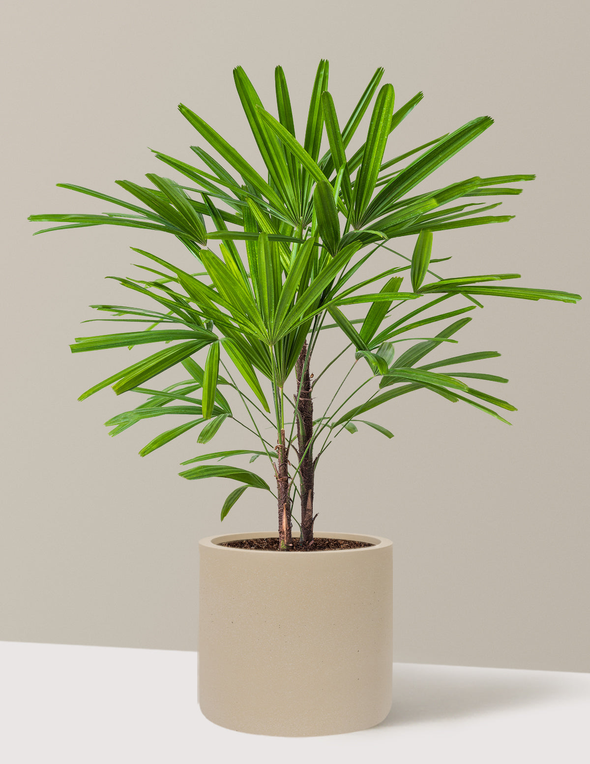 Large Lady Palm
