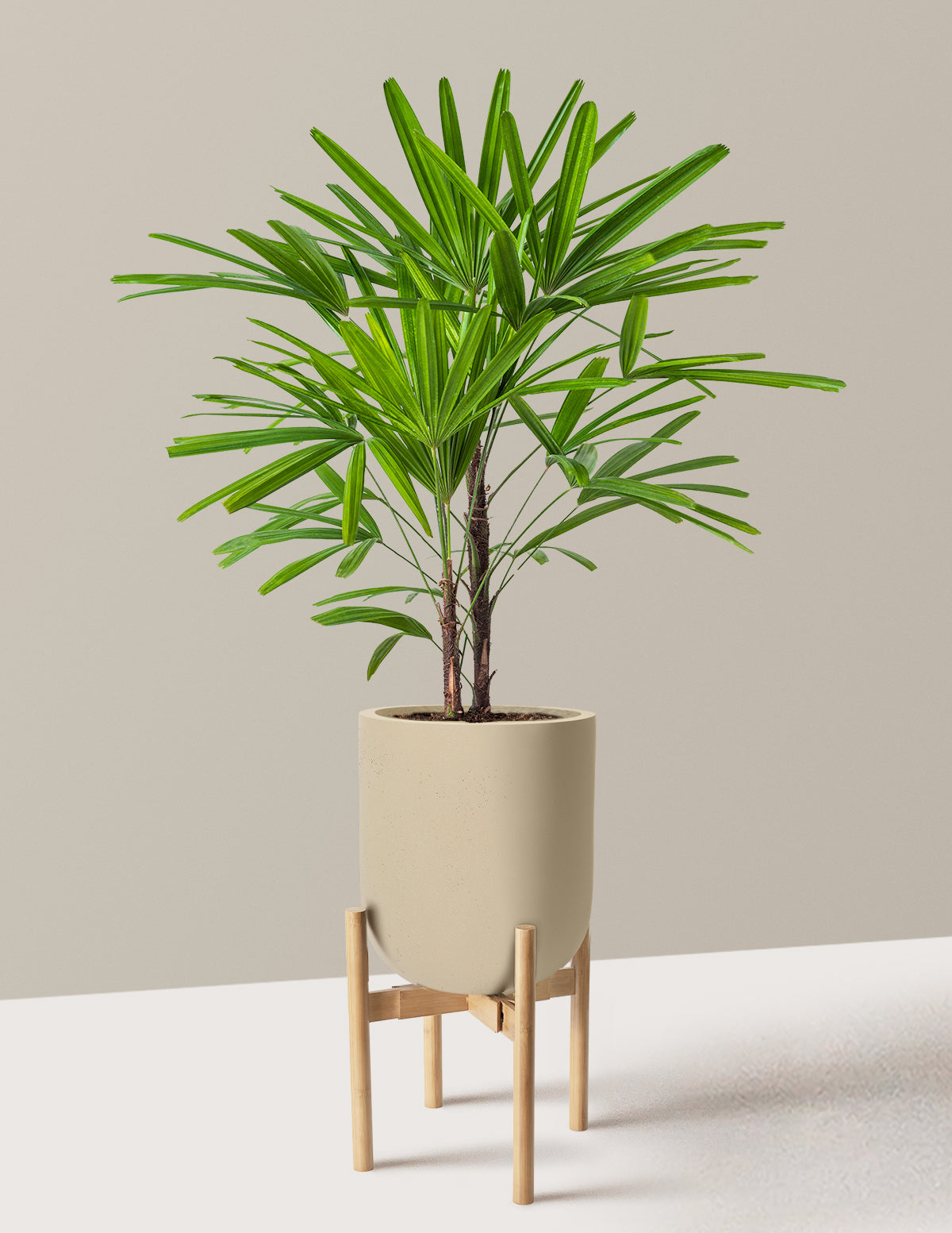 Large Lady Palm