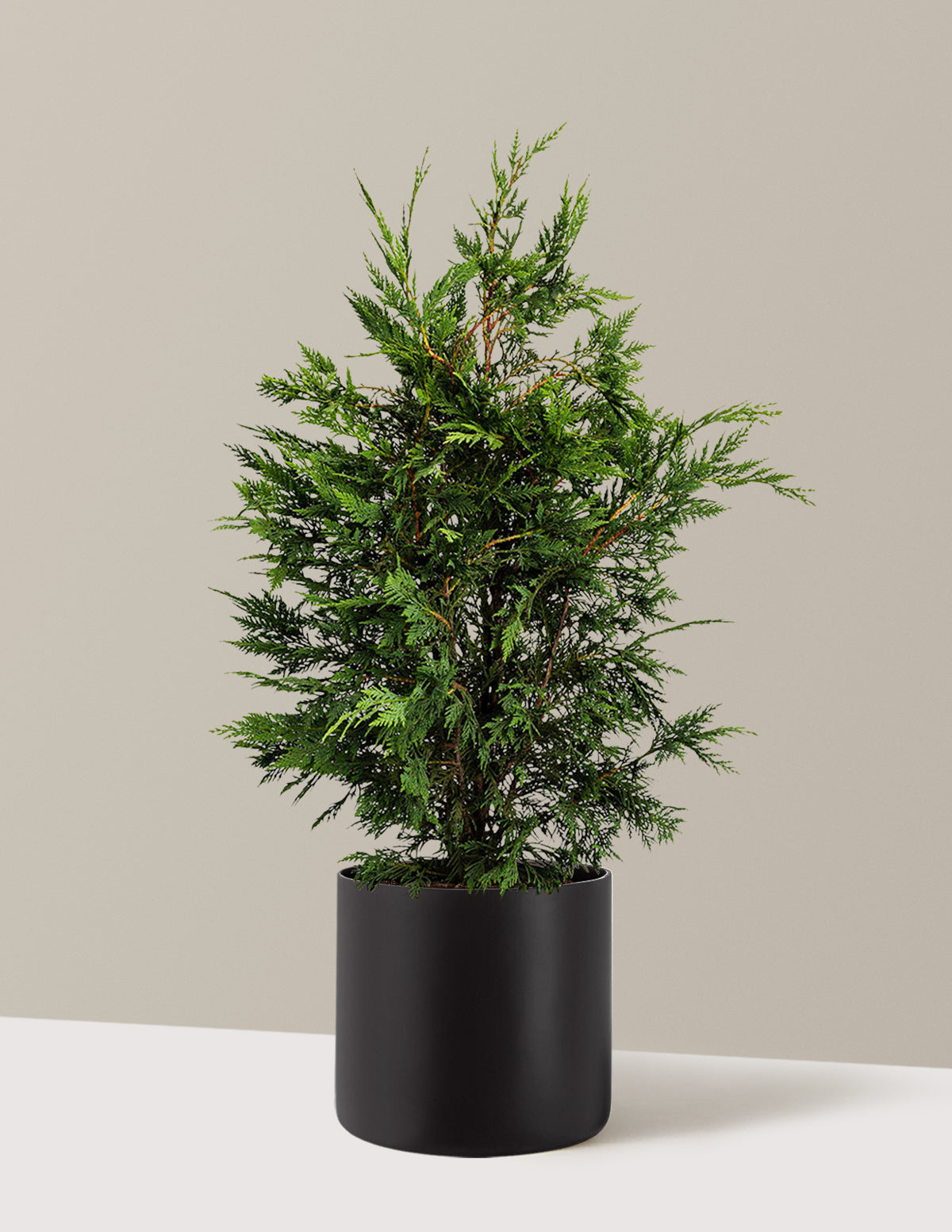 bundle | 2-3ft. - Single | Agnes | Black
