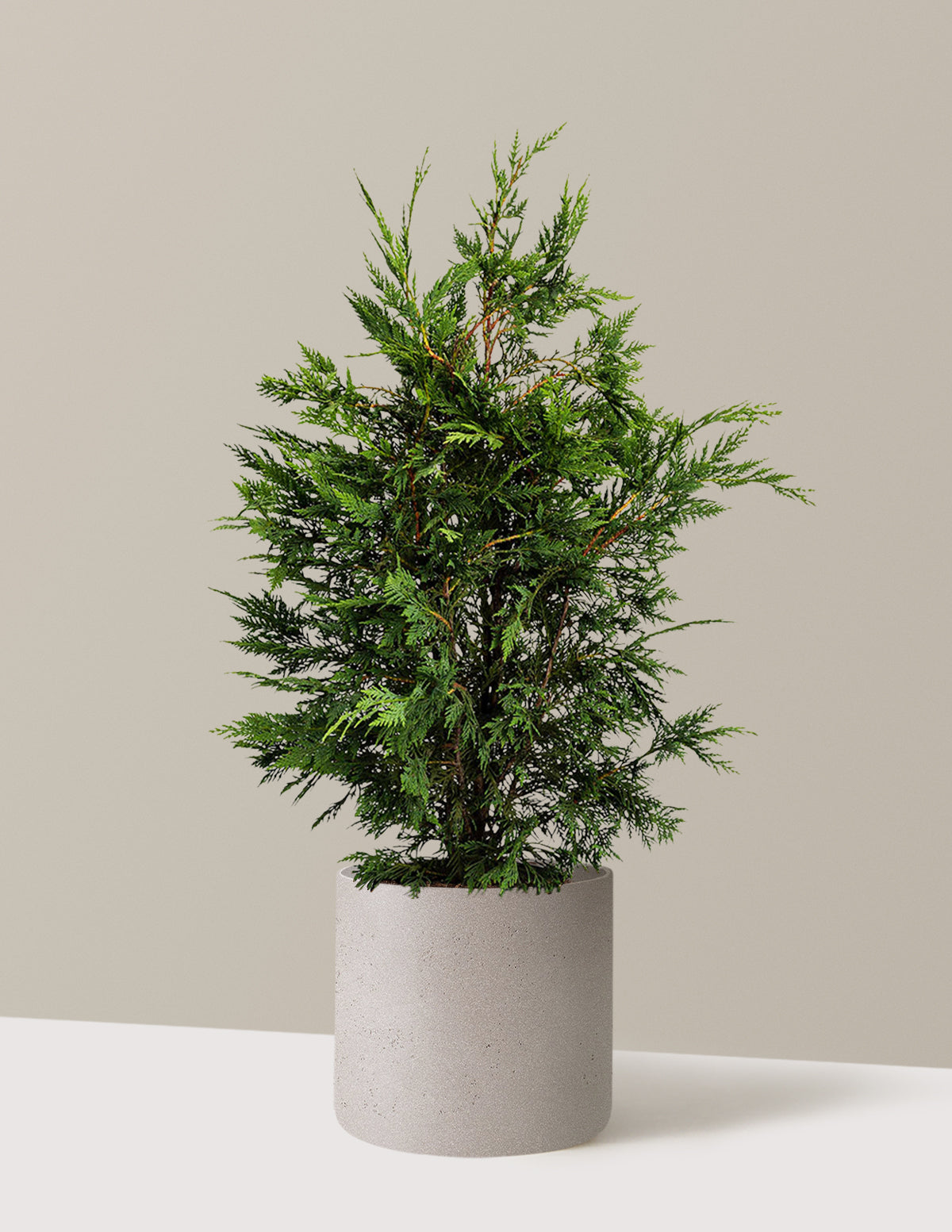 bundle | 2-3ft. - Single | Agnes | Cement Grey