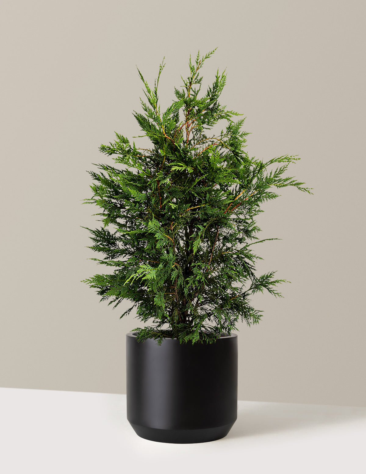 bundle | 2-3ft. - Single | Mexia | Black