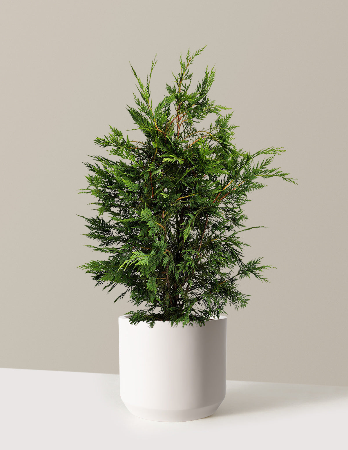 bundle | 2-3ft. - Single | Mexia | Cream