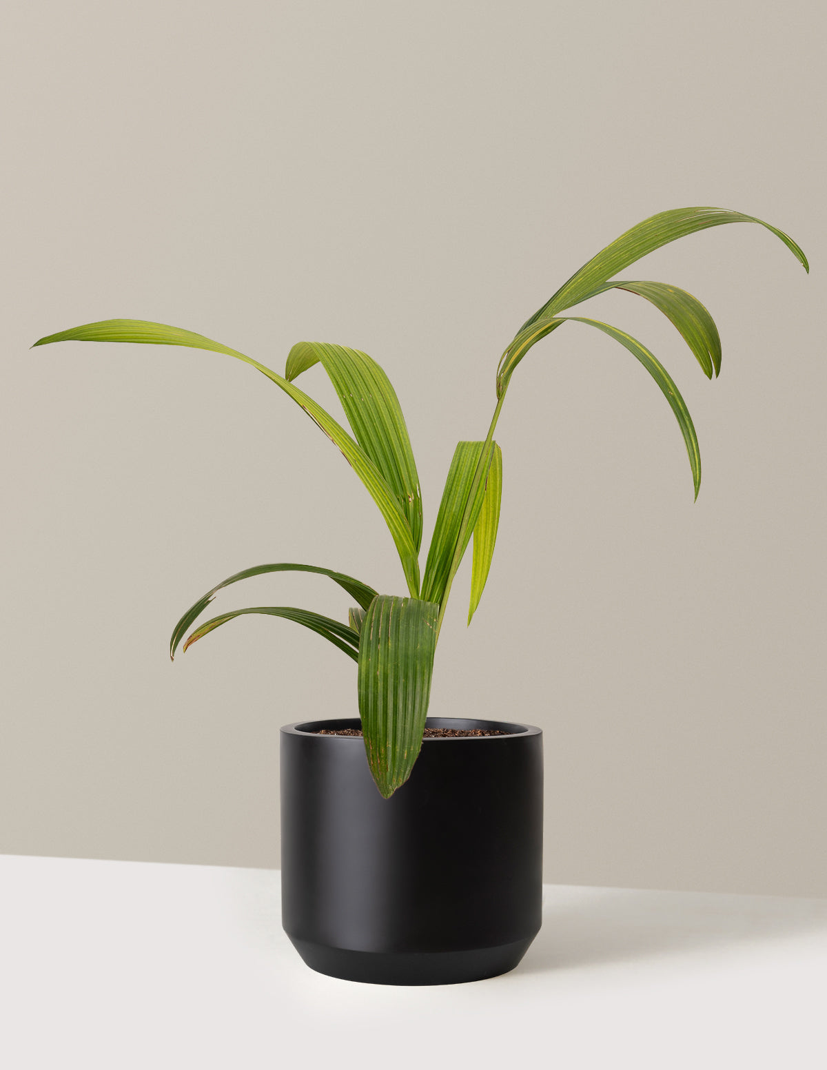bundle | 3 Gallon | Mexia | Black