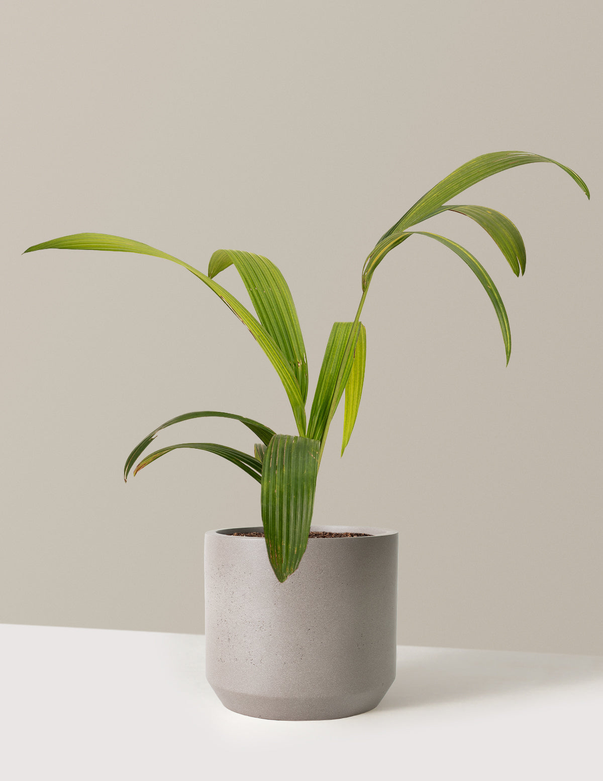 files/the-sill_Large-Lipstick-Palm-_3-Gallon__Large-Mexia-Cement-Grey_Variant.jpg