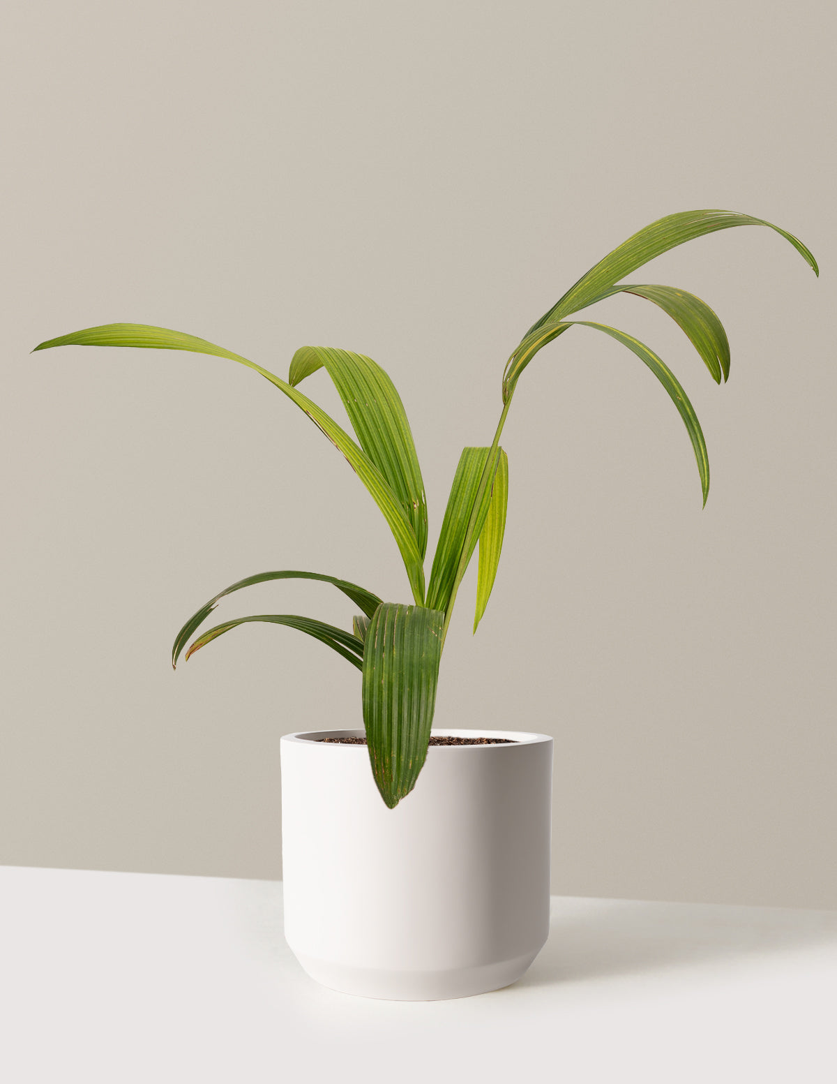 bundle | 3 Gallon | Mexia | Cream