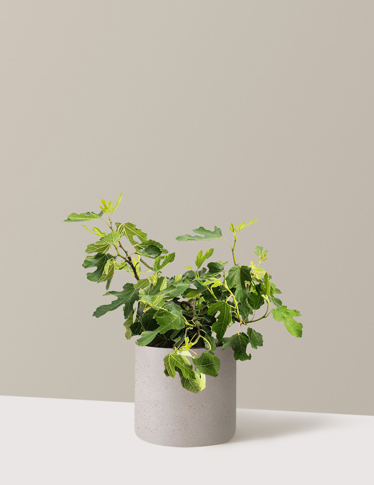bundle | 3 Gallon | Agnes | Cement Grey