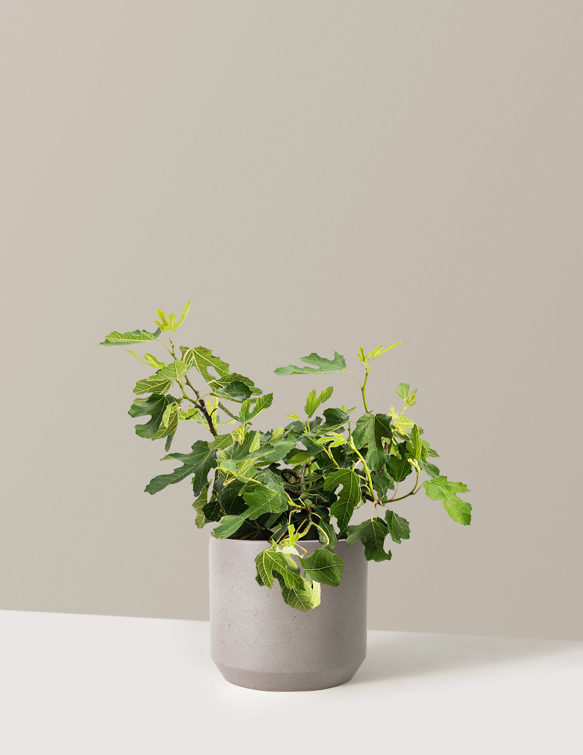 bundle | 3 Gallon | Mexia | Cement Grey