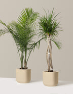 Luxe Grove Duo
