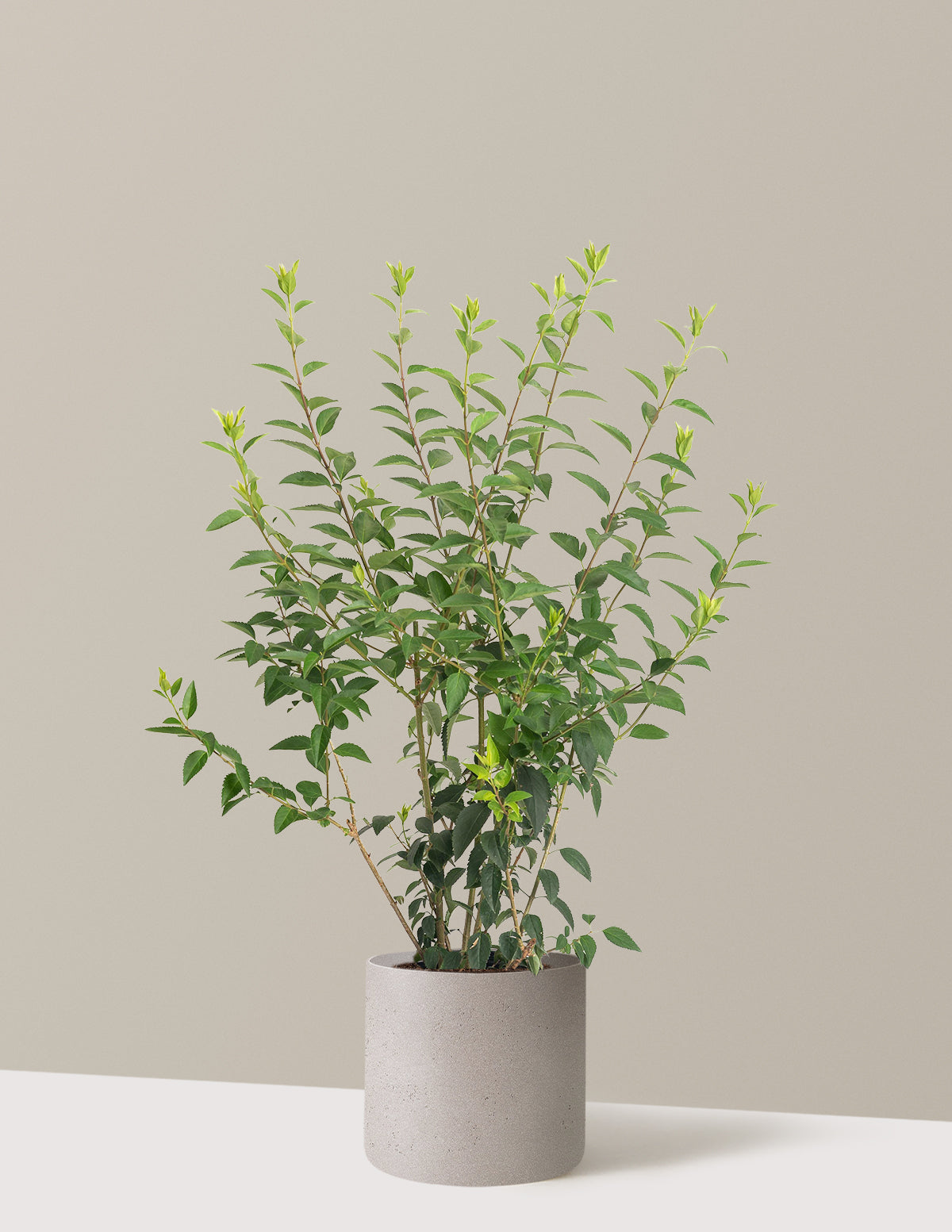 Lynwood Gold Forsythia Shrub