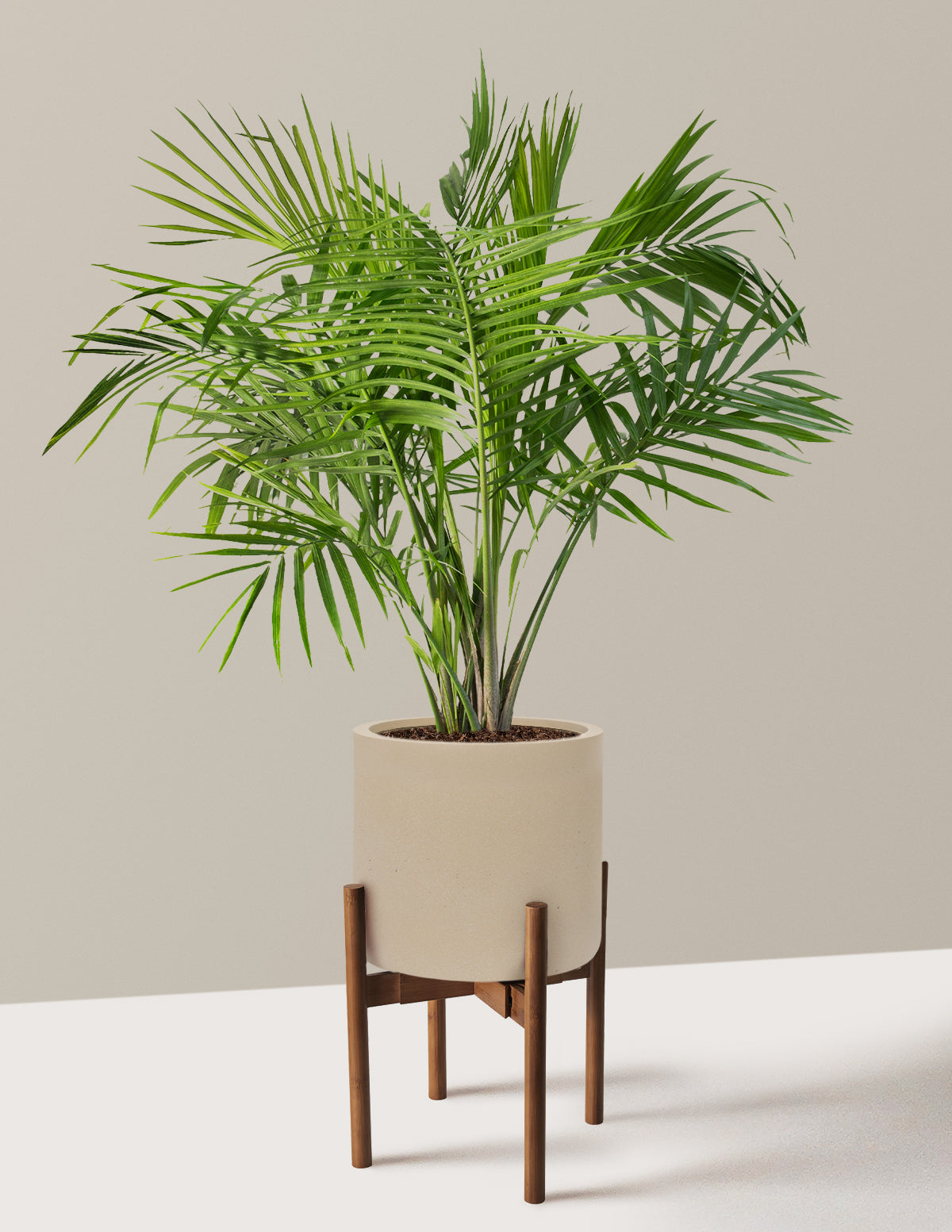Large Majesty Palm