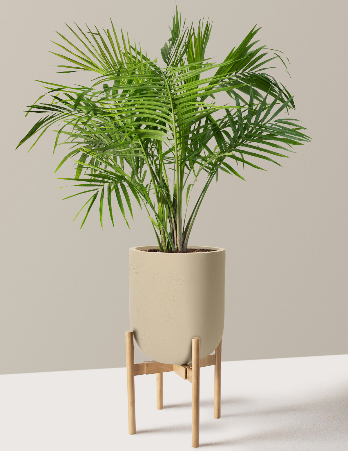 Large Majesty Palm