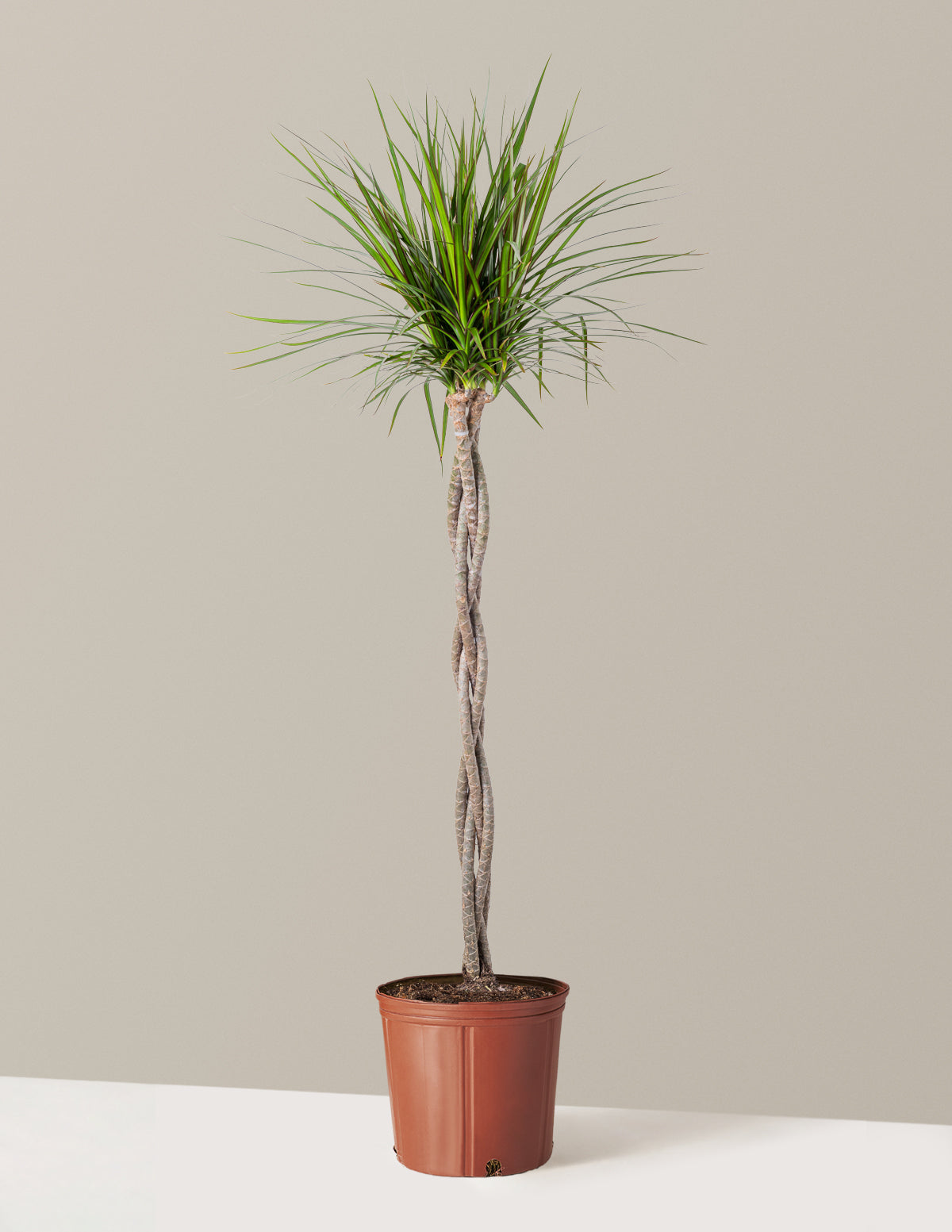 bundle | Extra Large | Grow Pot