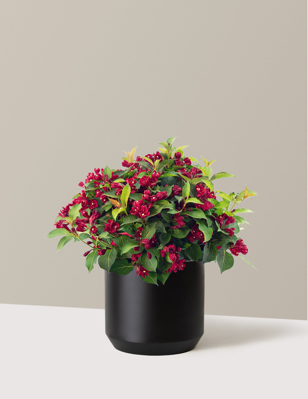 Maroon Swoon® Weigela