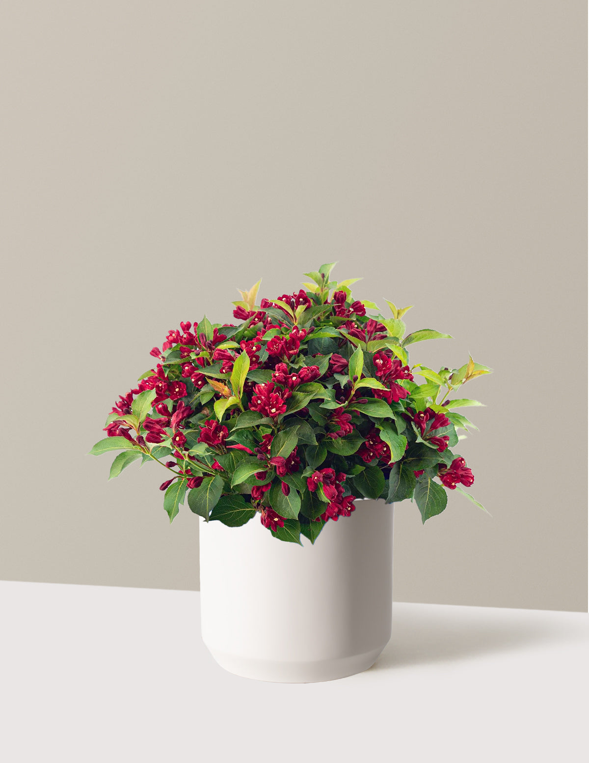 Maroon Swoon® Weigela