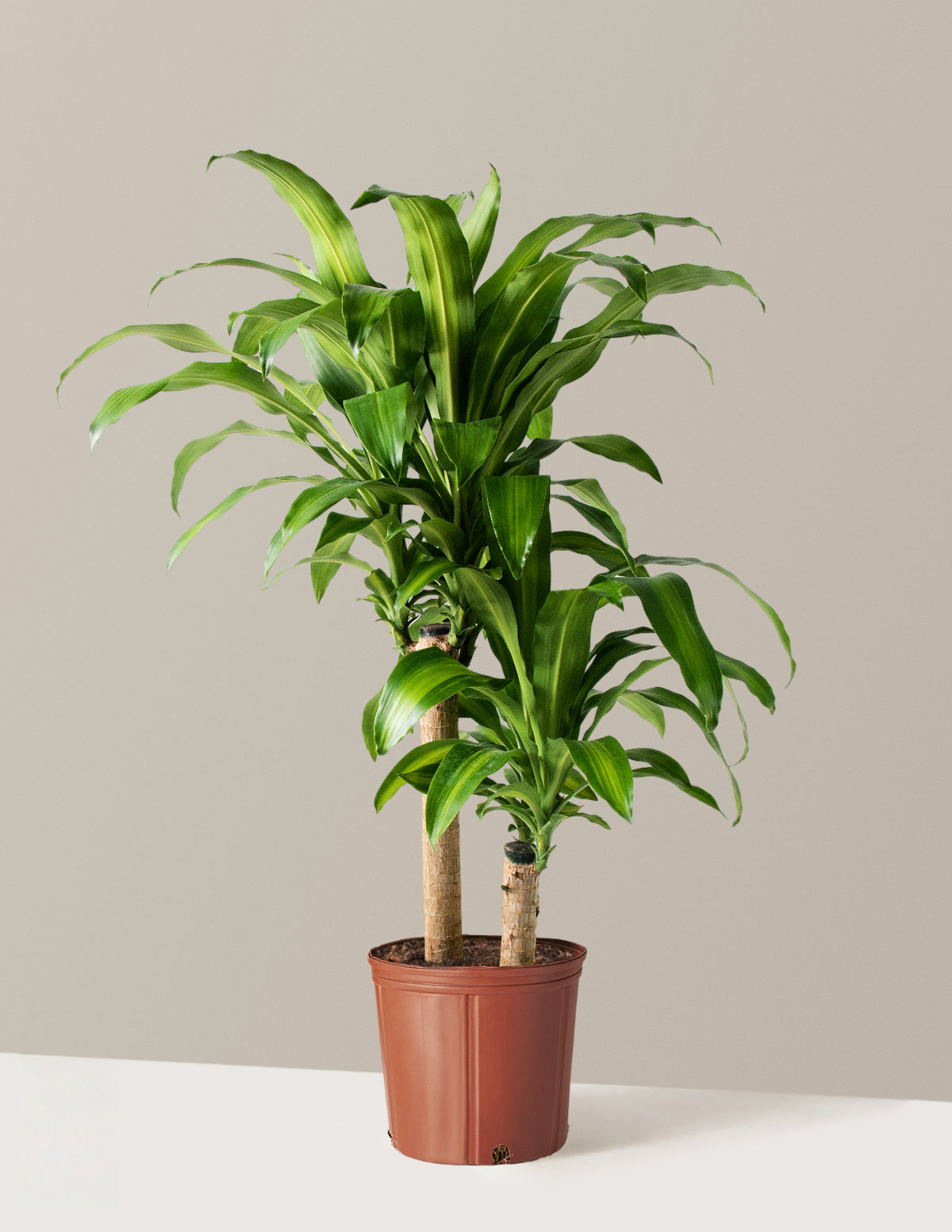bundle | Large | Grow Pot