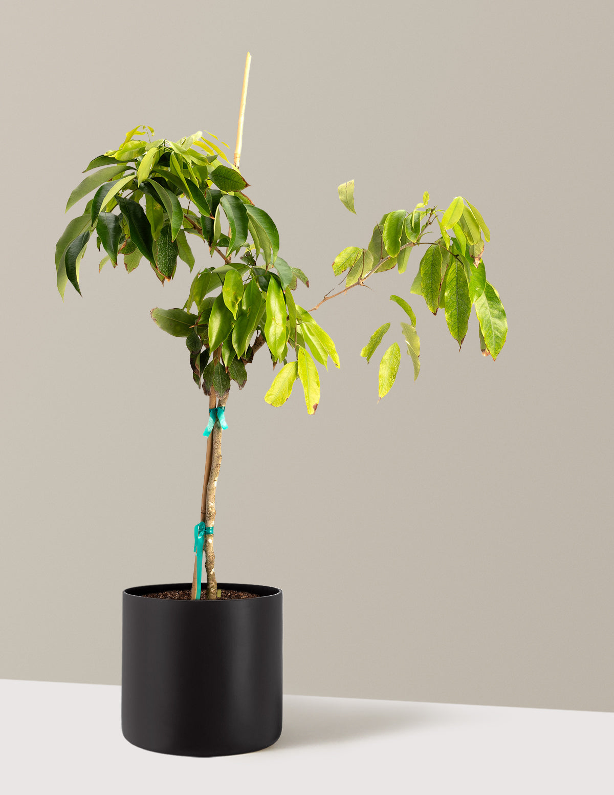Mauritius Lychee