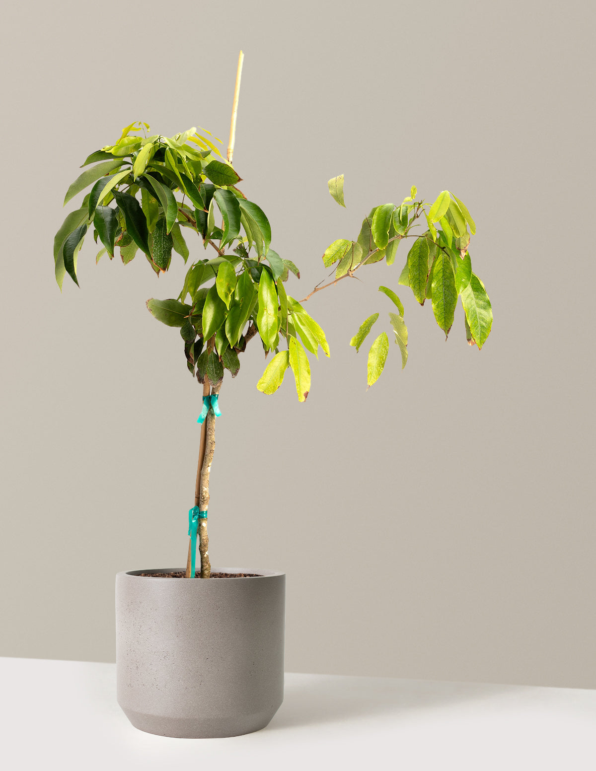 files/the-sill_Large-Mauritius-Lychee_Large_Mexia_Cement-Grey_Variant.jpg
