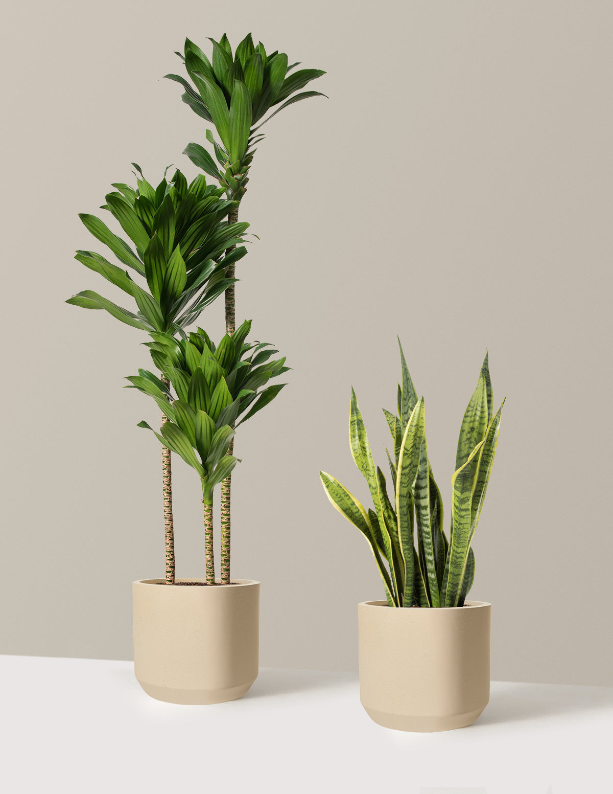 files/the-sill_Large-Modern-Office-Duo_Large_Mexia_Sand_Variant.jpg