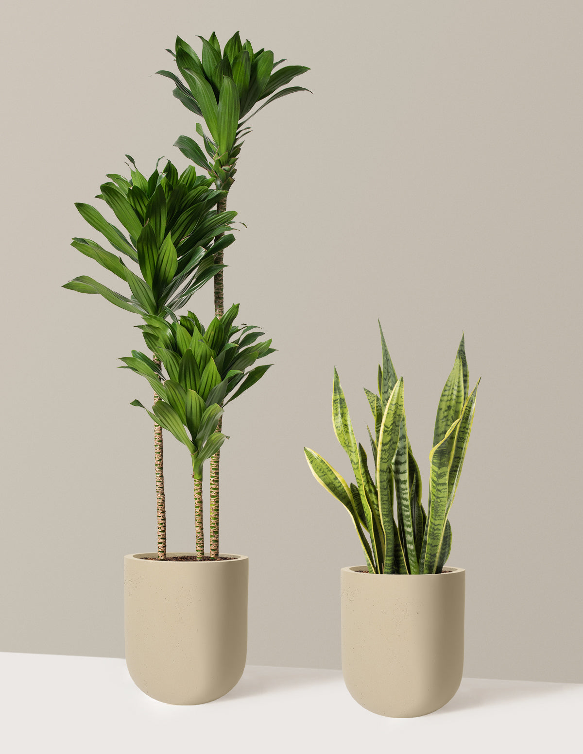 Modern Office Duo