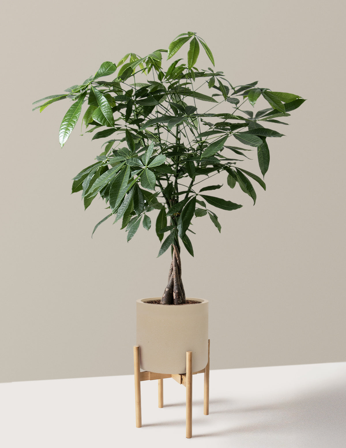 Money Tree Plant