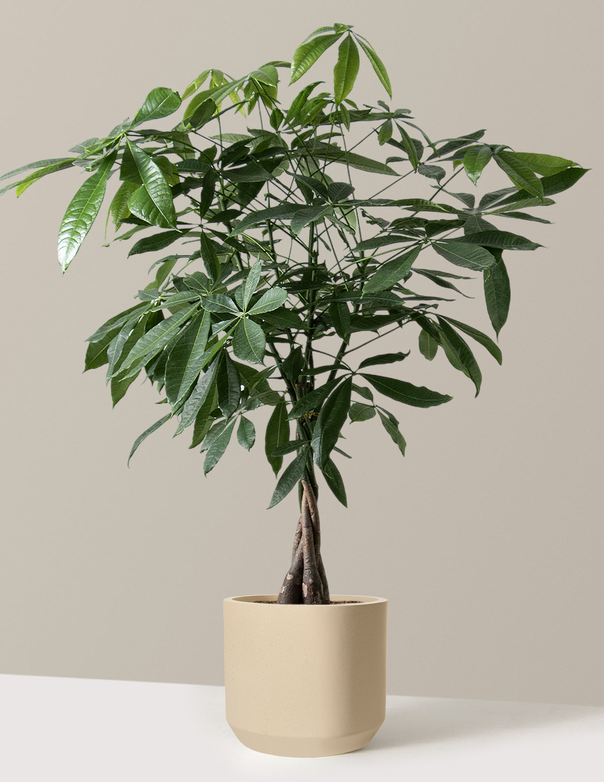 Money Tree Plant