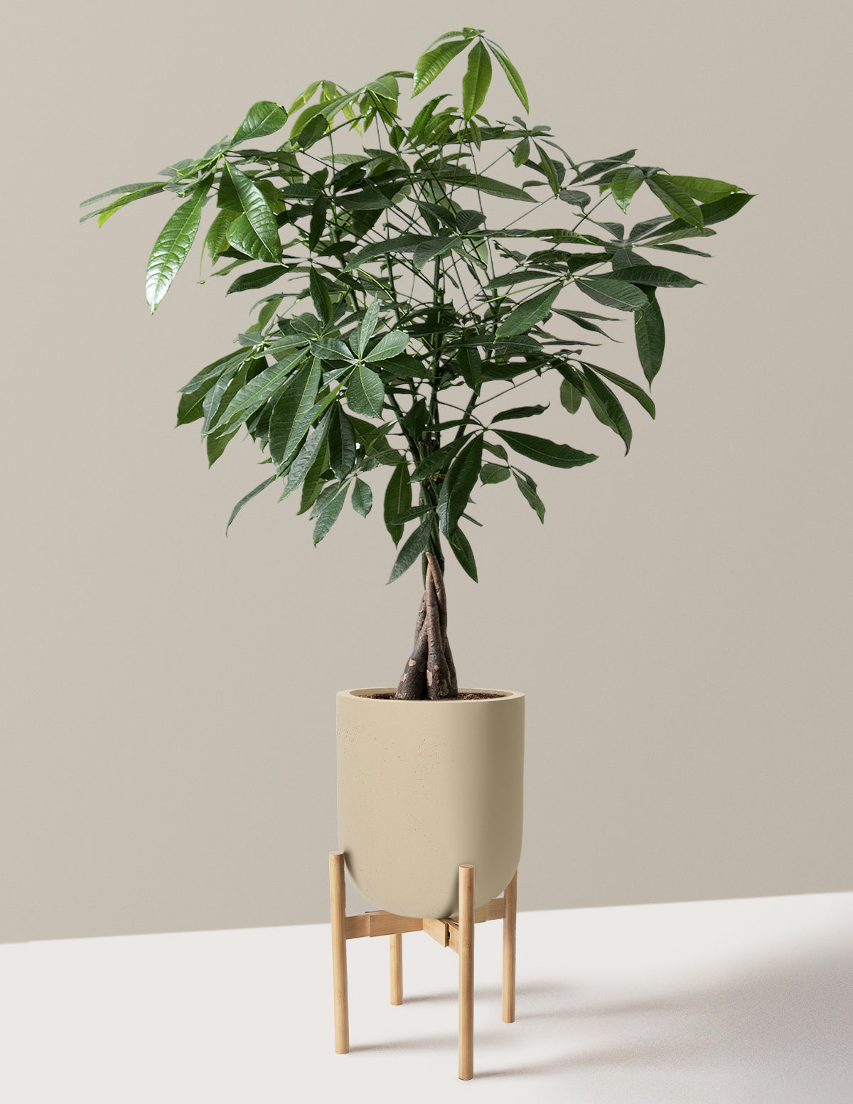 Money Tree Plant