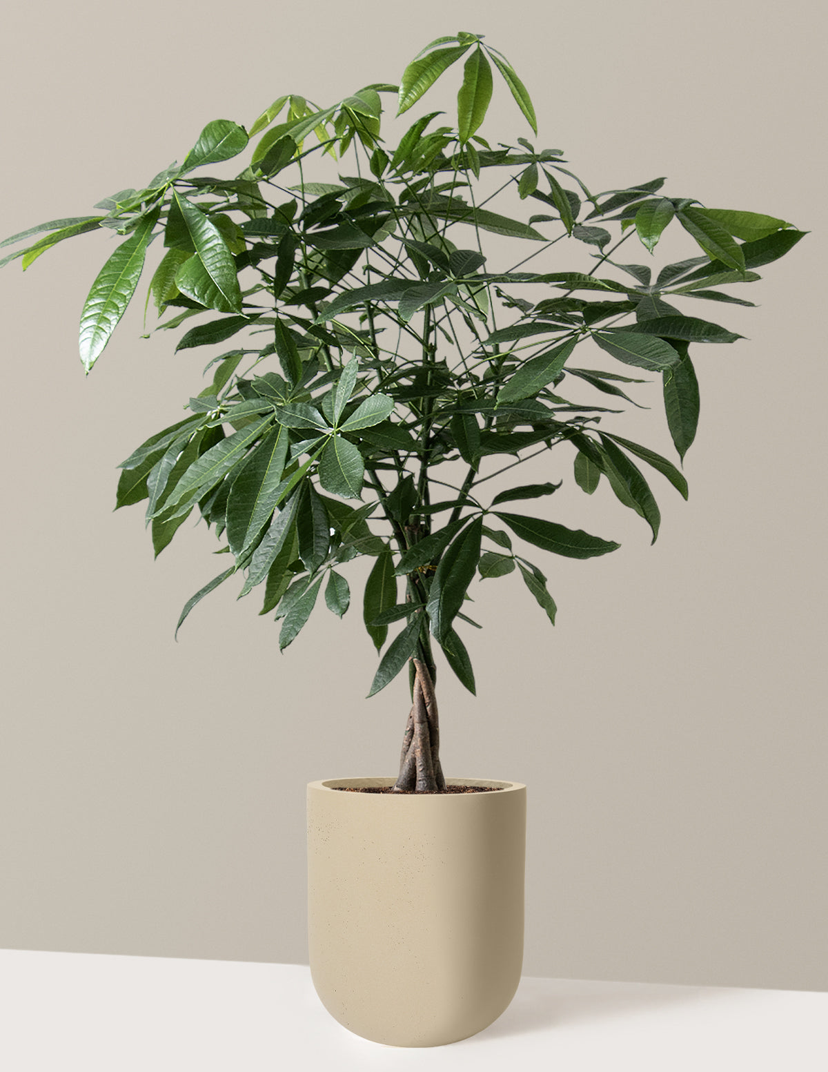 Money Tree Plant