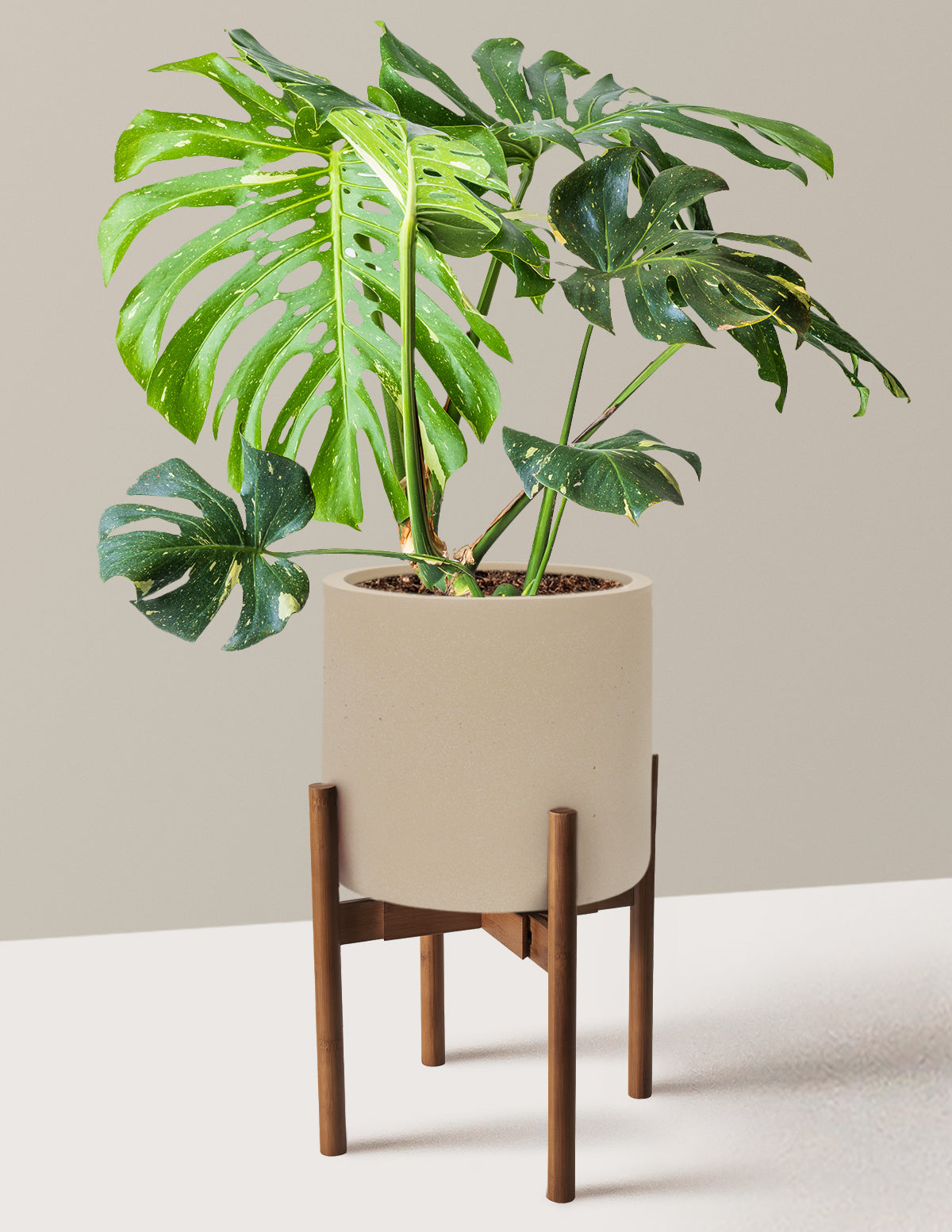 Monstera Thai Constellation