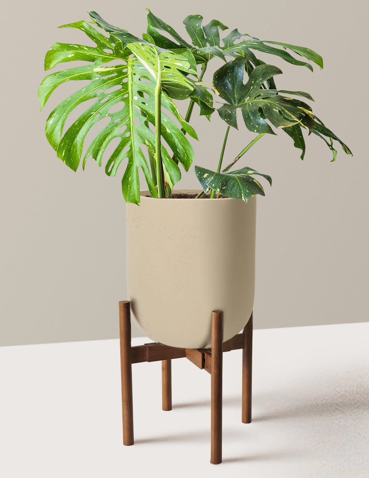 Monstera Thai Constellation