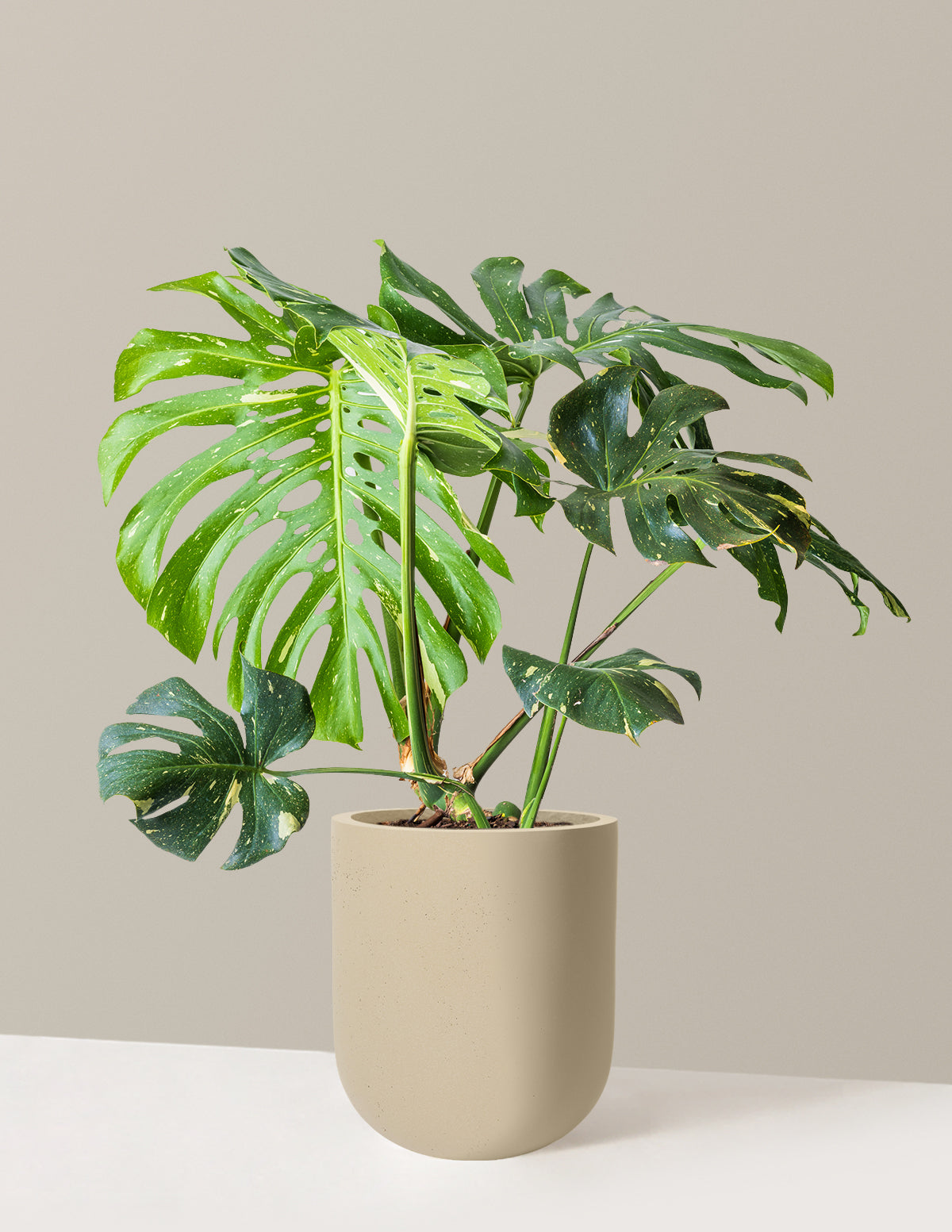 files/the-sill_Large-Monstera-Thai-Constellation_Large_Pallas_Sand_Variant.jpg