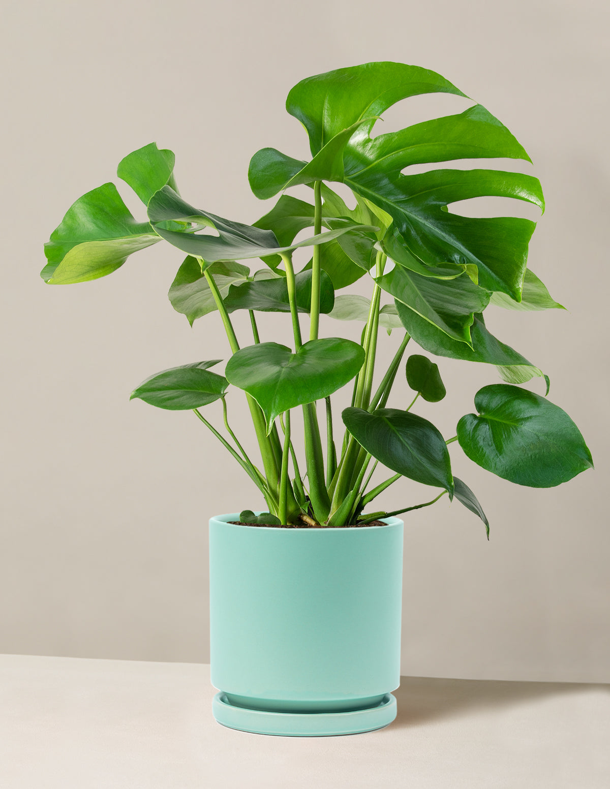 files/the-sill_Large-Monstera_Large_Isabella_Seaglass_Variant_1.jpg