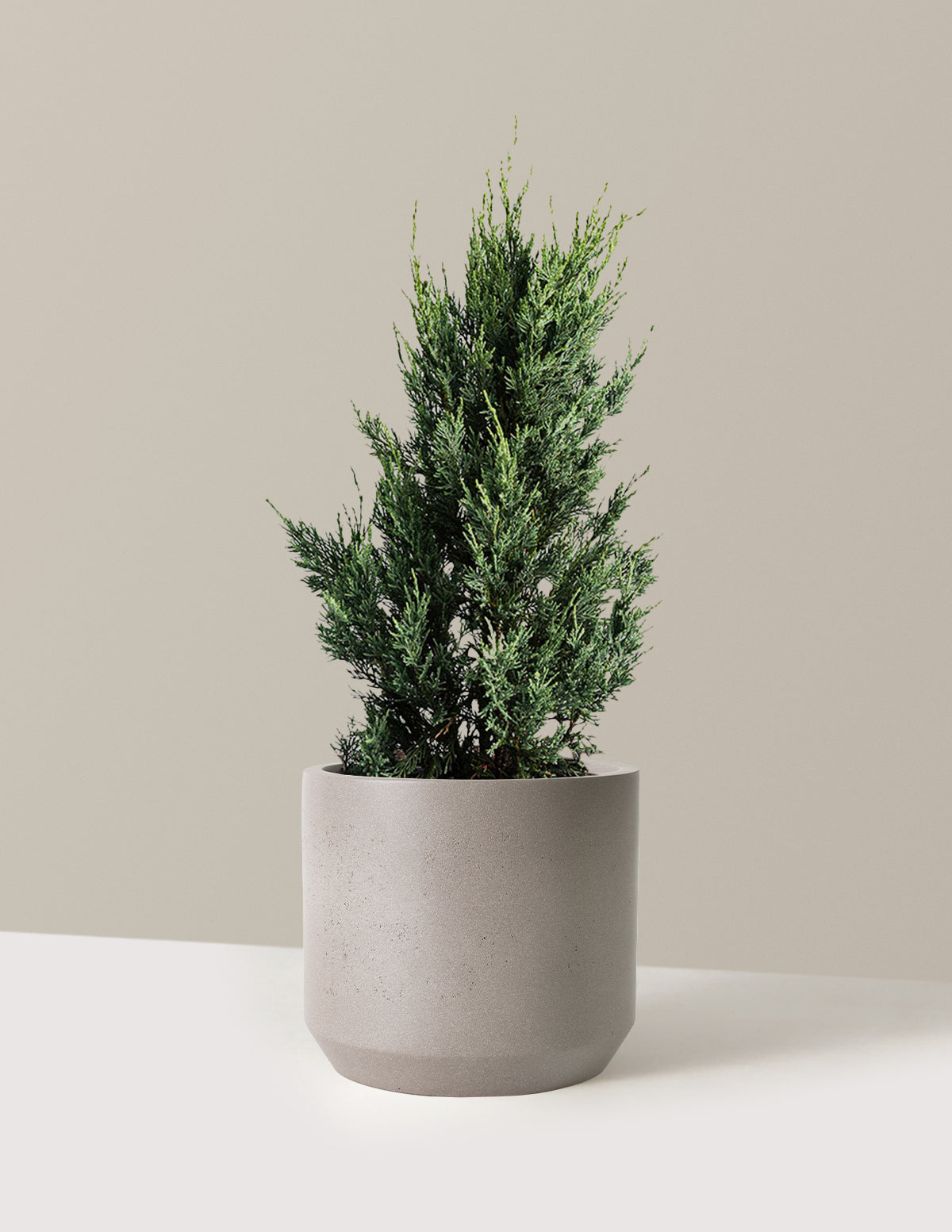 bundle | 1-2 ft. | Mexia | Cement Grey
