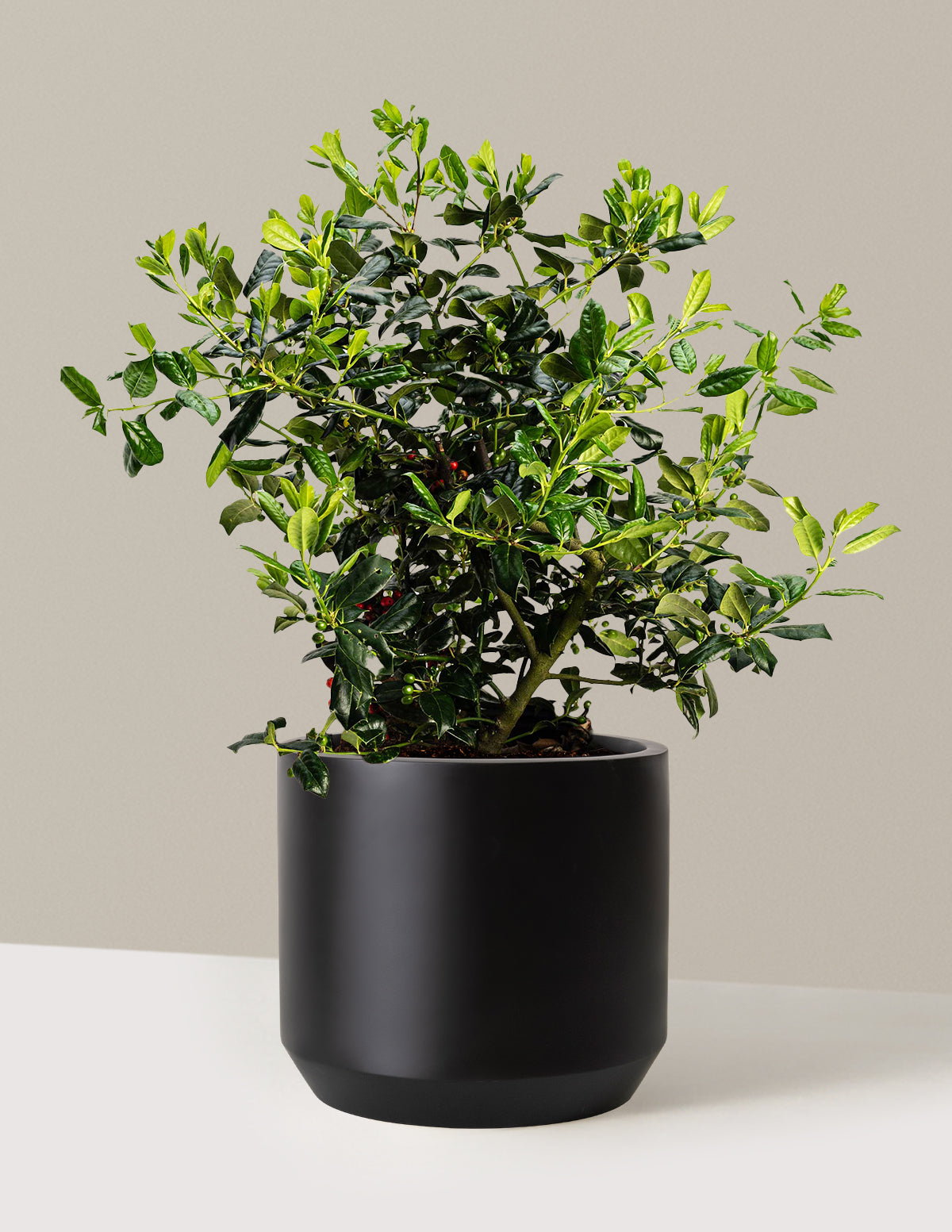 bundle | 3 Gallon | Mexia | Black