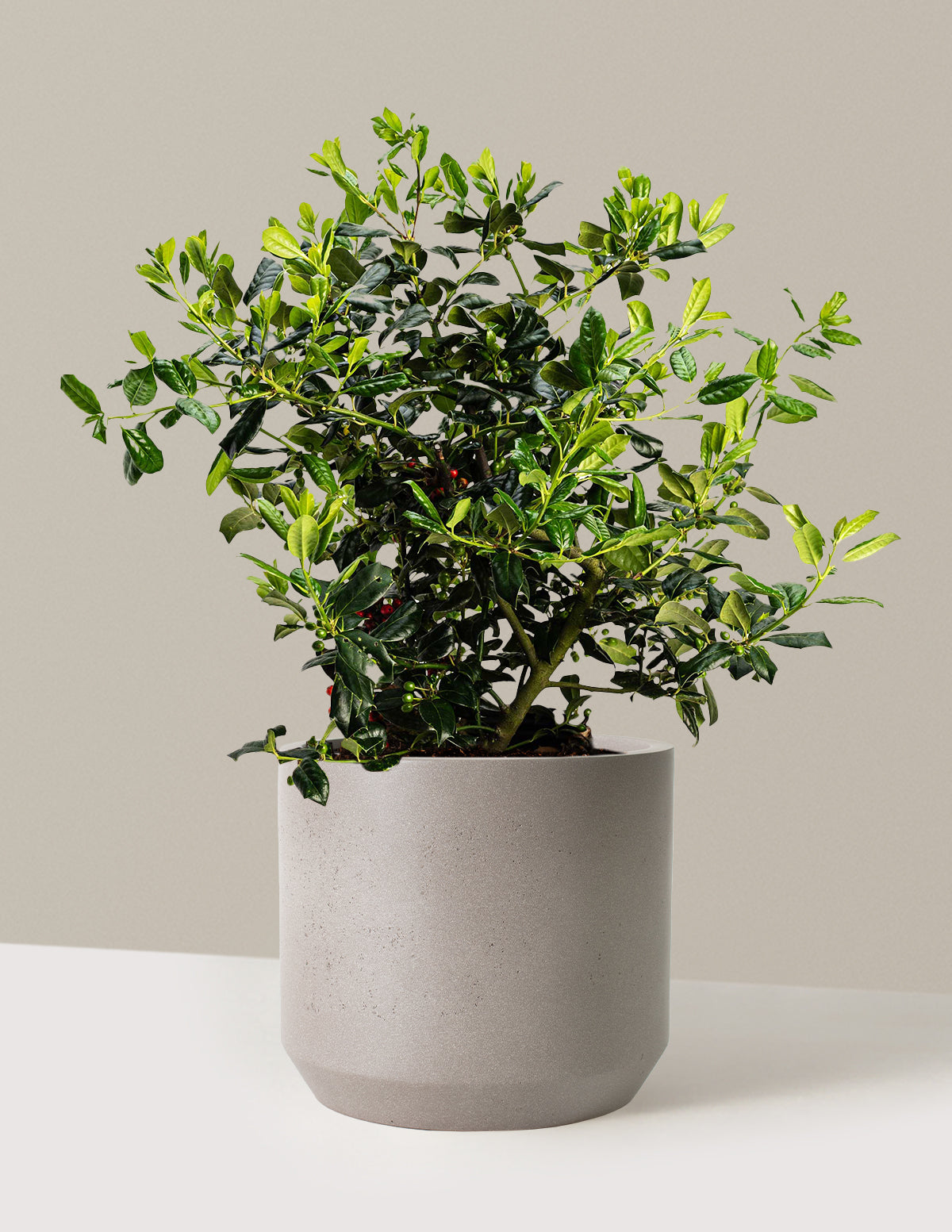 bundle | 3 Gallon | Mexia | Cement Grey