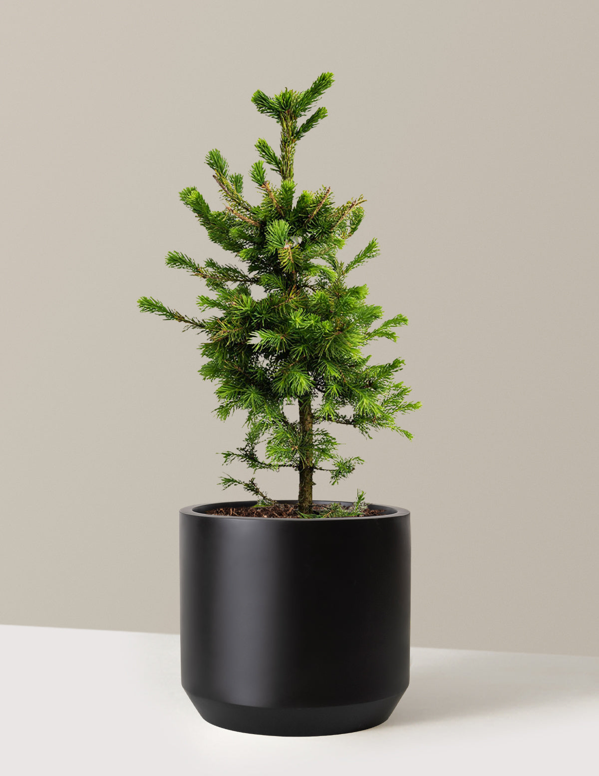 bundle | 3 Gallon | Mexia | Black